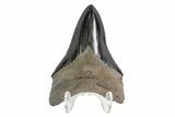 Serrated, Fossil Megalodon Tooth - Georgia #84150-1